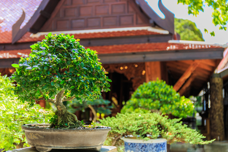 日本の伝統的な松・竹・梅の植栽と管理方法